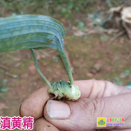 楚雄大姚貴州黃精種苗 貴州黃精種苗 紅花黃精種苗