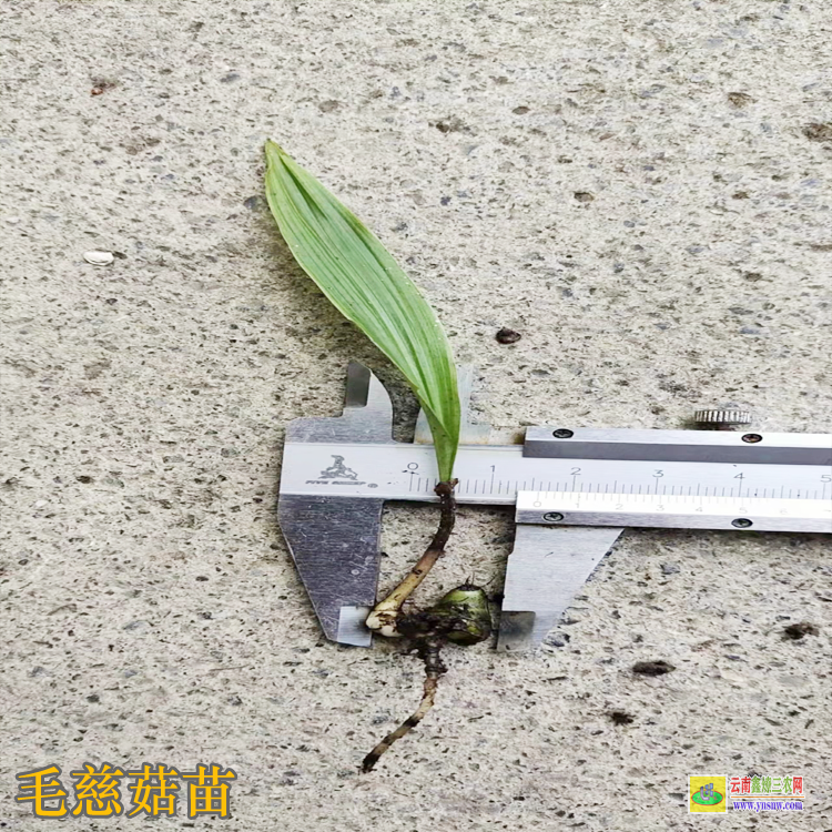 遼源西安毛慈菇價格2022 毛慈菇苗咋賣的呢 毛慈菇苗怎么培植