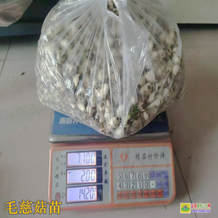 遼源西安毛慈菇l圖片 毛慈菇苗圖片 毛慈菇苗子圖片