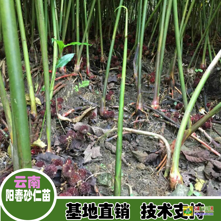 廣東懷集廣東陽(yáng)春砂仁苗 砂仁苗圖片 哪里有砂仁苗出售