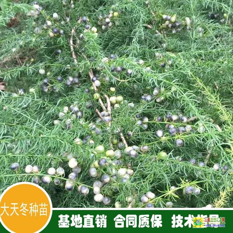 廣東新豐天冬苗圖片 天冬苗多少錢一棵 天冬苗后用什么除草劑