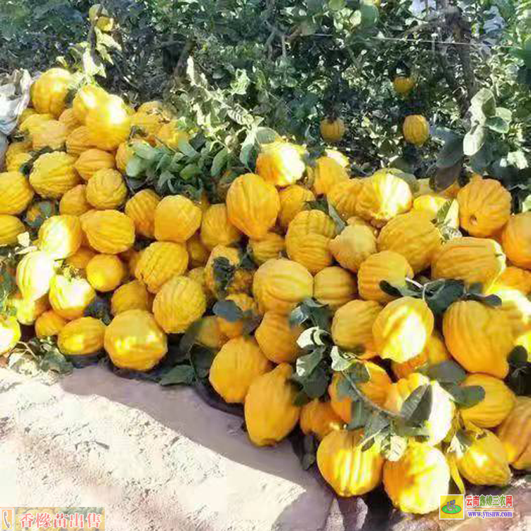 西雙版納勐臘香櫞苗基地 香櫞苗多少錢 哪里有香櫞苗賣