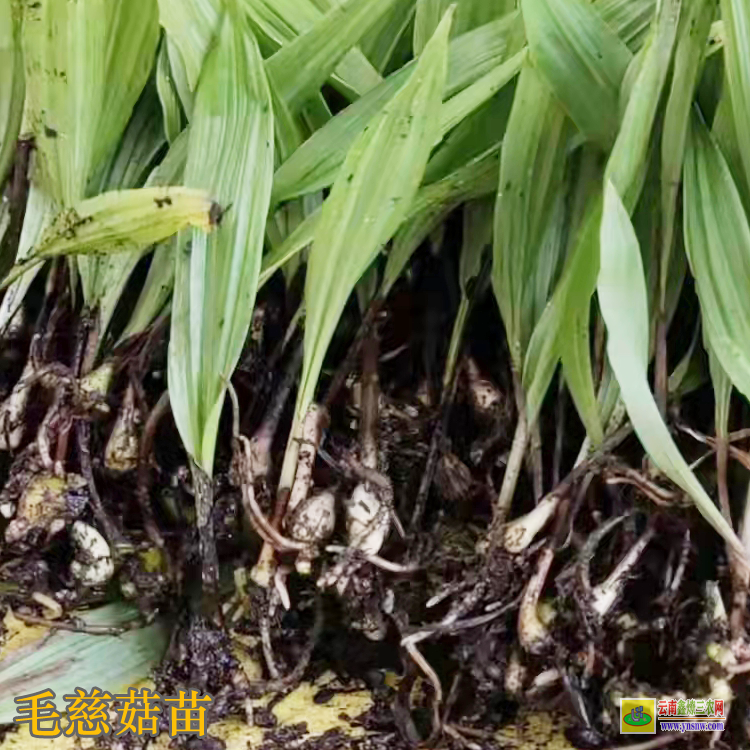 宜昌五峰毛慈菇鮮貨多少一斤 毛慈菇價(jià)格干貨多少一公斤 毛慈菇價(jià)格2021年12月