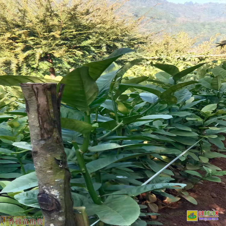 曲靖沾益香櫞苗基地 香櫞苗多少錢 哪里有香櫞苗賣