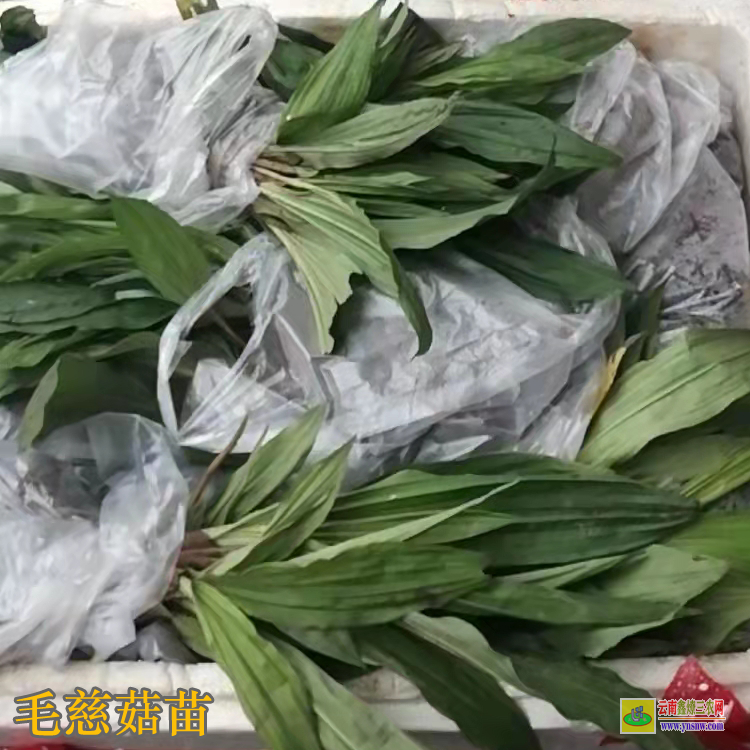 宜昌伍家崗獨蒜蘭苗價格 毛慈菇價格干貨多少一公斤 毛慈菇價格2021恩施