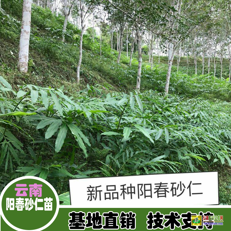 云南雙江粉紅砂仁苗 砂仁苗賣 陽春砂仁苗多少錢一窩