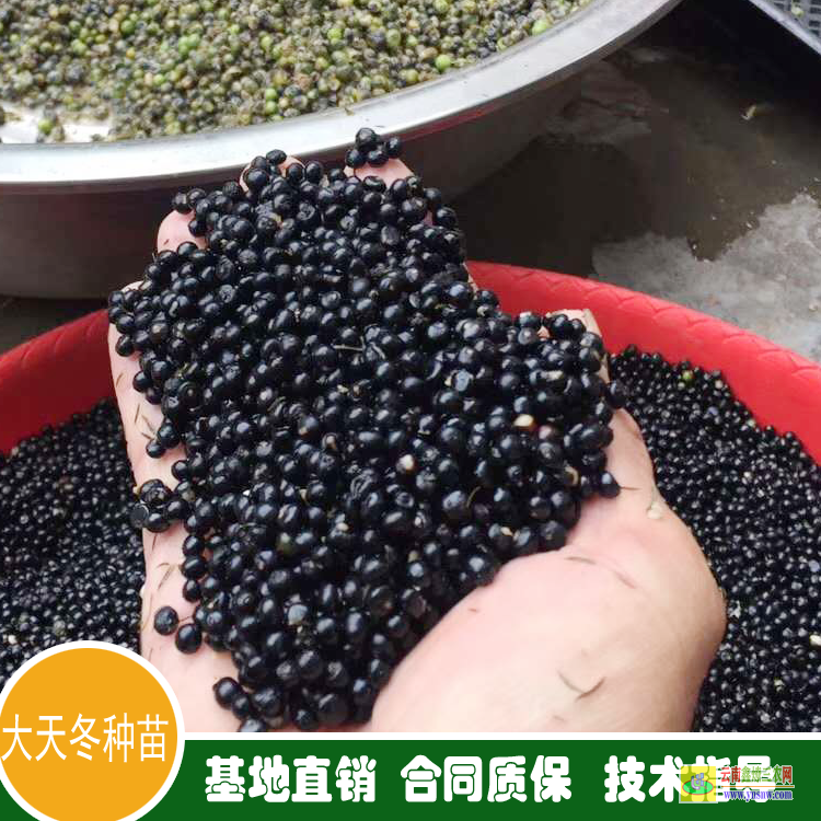 咸寧通山天冬苗要種什么品種好 天冬苗求購 天冬苗后用什么除草劑