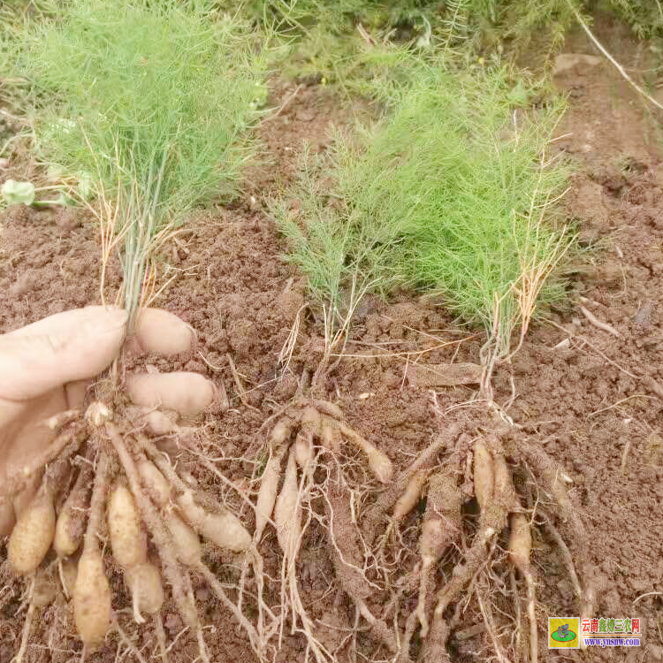 襄樊樊城天冬苗的樣子 天冬苗后專用除草劑用什么 四川天冬苗