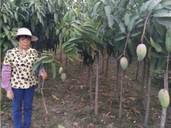 云南紅河芒果苗價格 紅貴妃芒果苗基地 芒果苗批發圖2