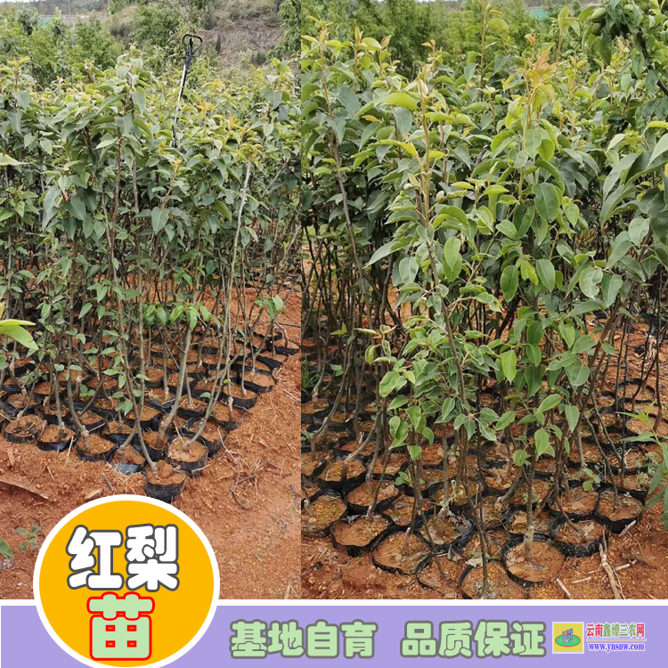 迪慶香格里拉紅梨苗木圖片及價(jià)格 早酥紅梨苗幾年了怎么不長(zhǎng) 早酥紅梨苗哪里正宗