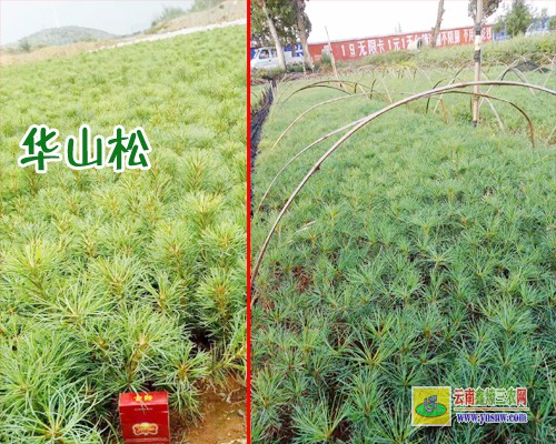 臨滄雙江華山松苗二級苗是什么標準 華山松苗木規格 華山松苗木圖片