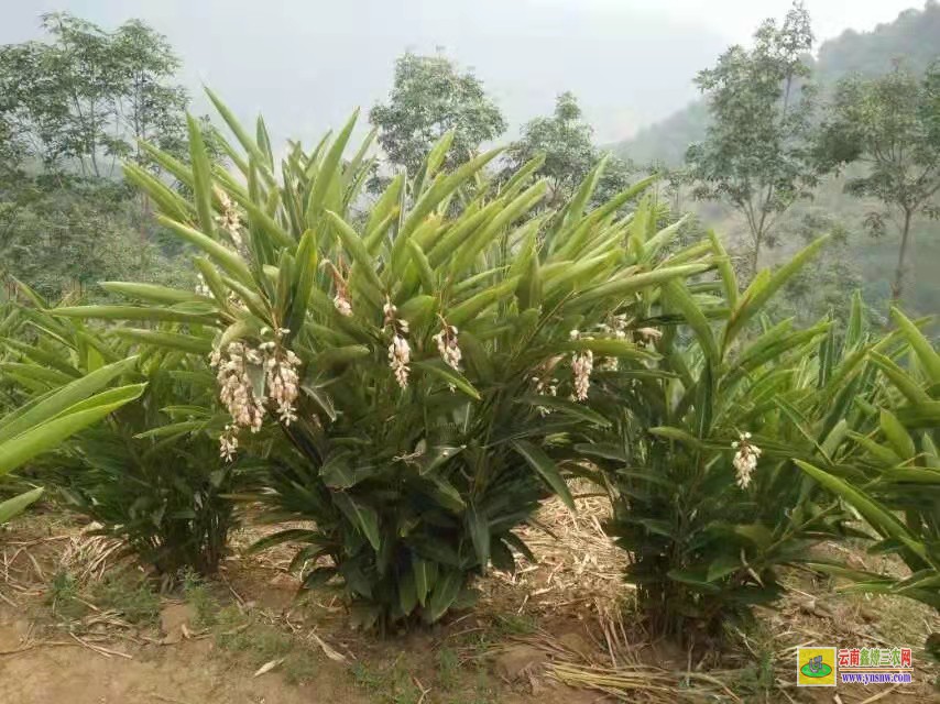 貴陽(yáng)清鎮(zhèn)廣東陽(yáng)春砂仁苗價(jià)格 香砂價(jià)格行情 價(jià)格行情網(wǎng)