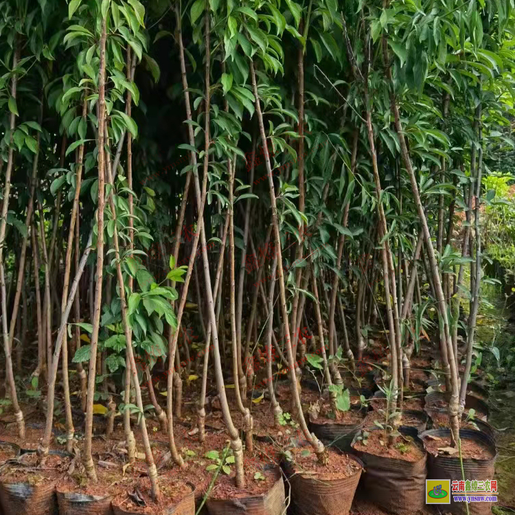 迪慶香格里拉華山松苗多少錢一棵 華山松苗木圖片 華山松苗木圖片