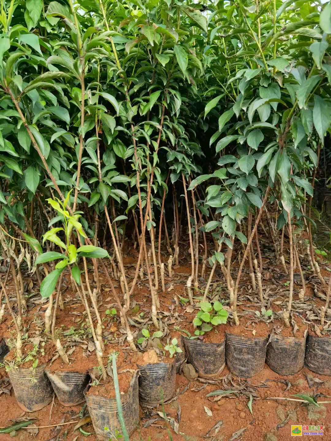 西雙版納勐臘華山松苗多少錢一棵 華山松苗木批發(fā)基地 華山松苗木圖片