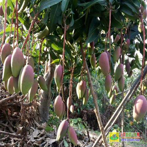 容縣廣西桂七芒果苗批發|紅貴妃芒果苗基地|青芒果苗批發