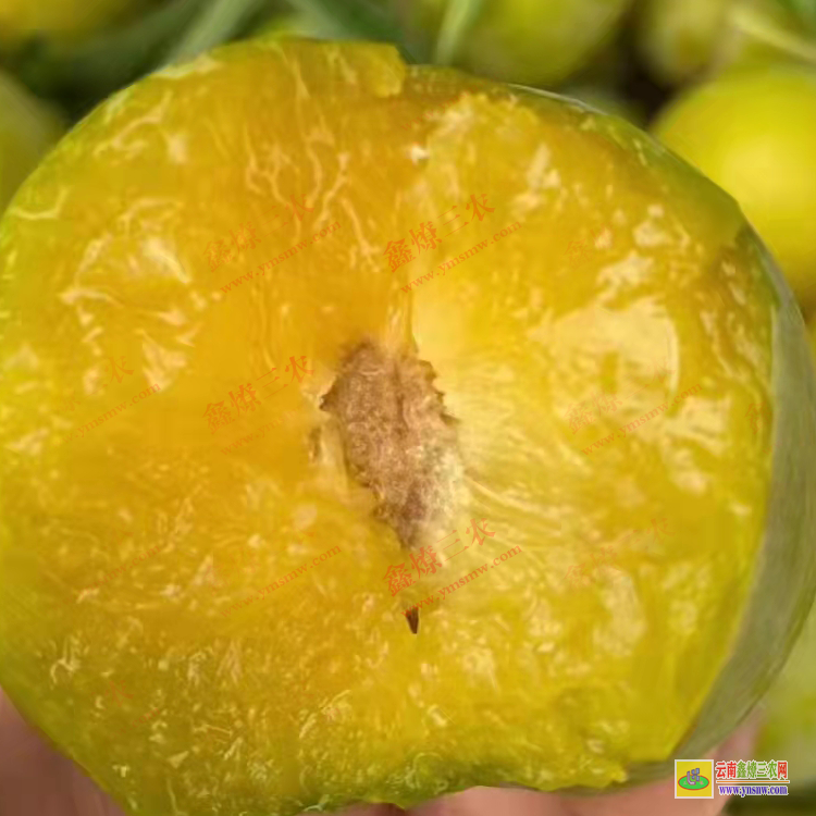 迪慶香格里拉華山松苗哪里有賣的 華山松苗木規格 華山松苗價格