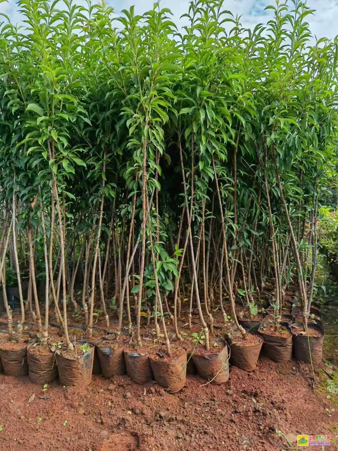 迪慶香格里拉華山松苗哪里有賣的 華山松苗木規格 華山松苗價格