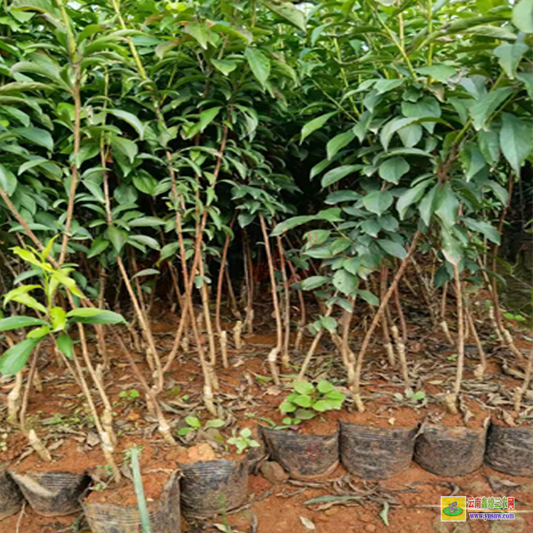 西雙版納景洪華山松苗多少錢一棵 華山松苗木規格 華山松苗木圖片