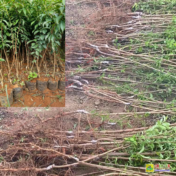 西雙版納景洪華山松苗多少錢一棵 華山松苗木規格 華山松苗木圖片