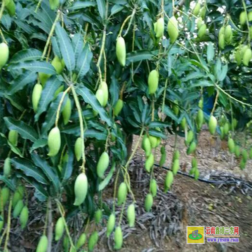 平果芒果苗干葉子怎么辦|貴妃芒果苗圖片|青芒果苗批發