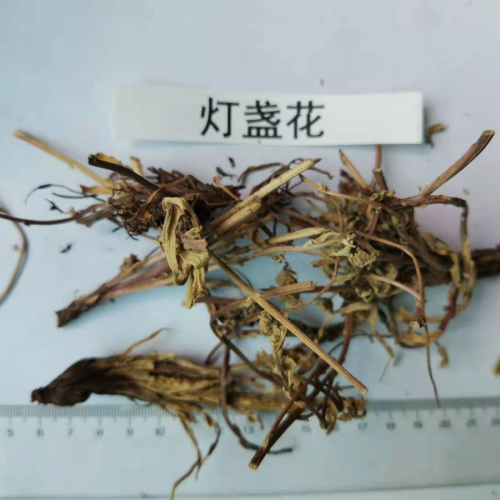 云南楚雄燈盞花價格的暴漲暴跌| 燈盞花價格及種植方法|