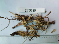 云南楚雄燈盞花價格的暴漲暴跌| 燈盞花價格及種植方法|圖2