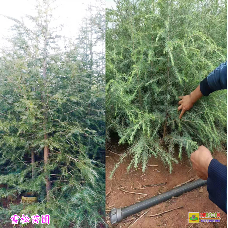 玉溪紅塔云南雪松價格表 樹苗價格價格表 云南宜良雪松小苗