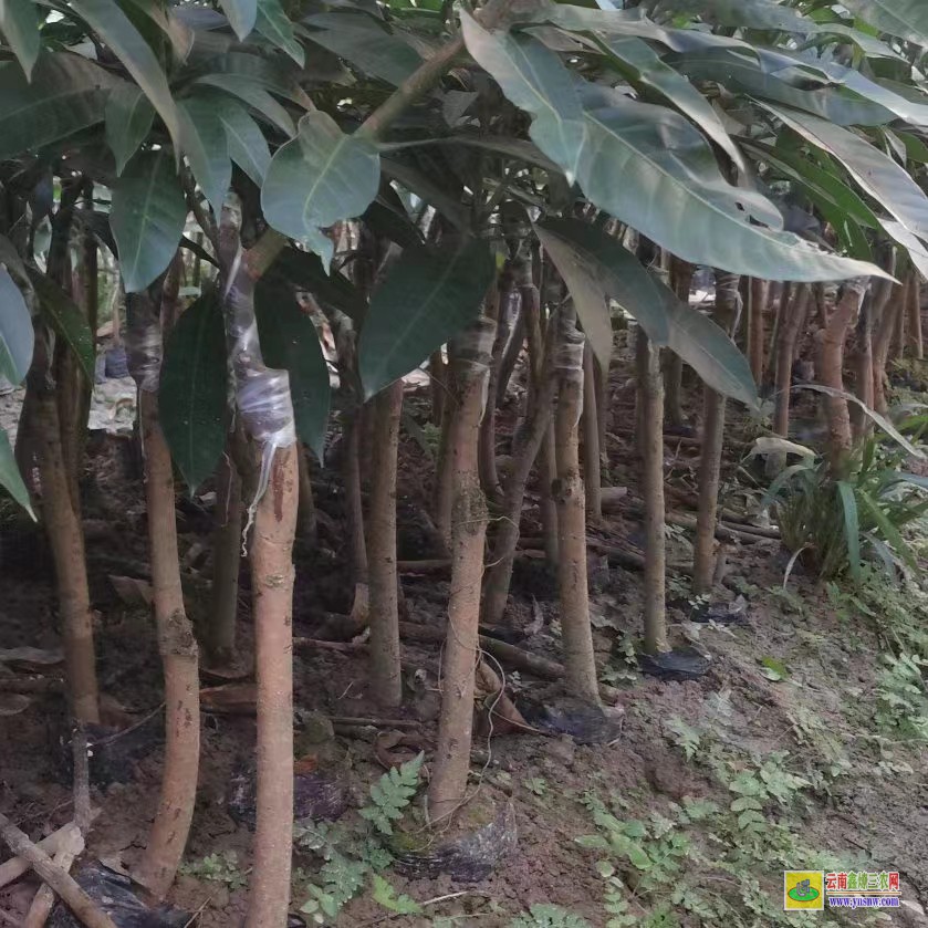 蘿崗芒果苗多少錢一棵|芒果苗價格表|產地芒果苗多少錢