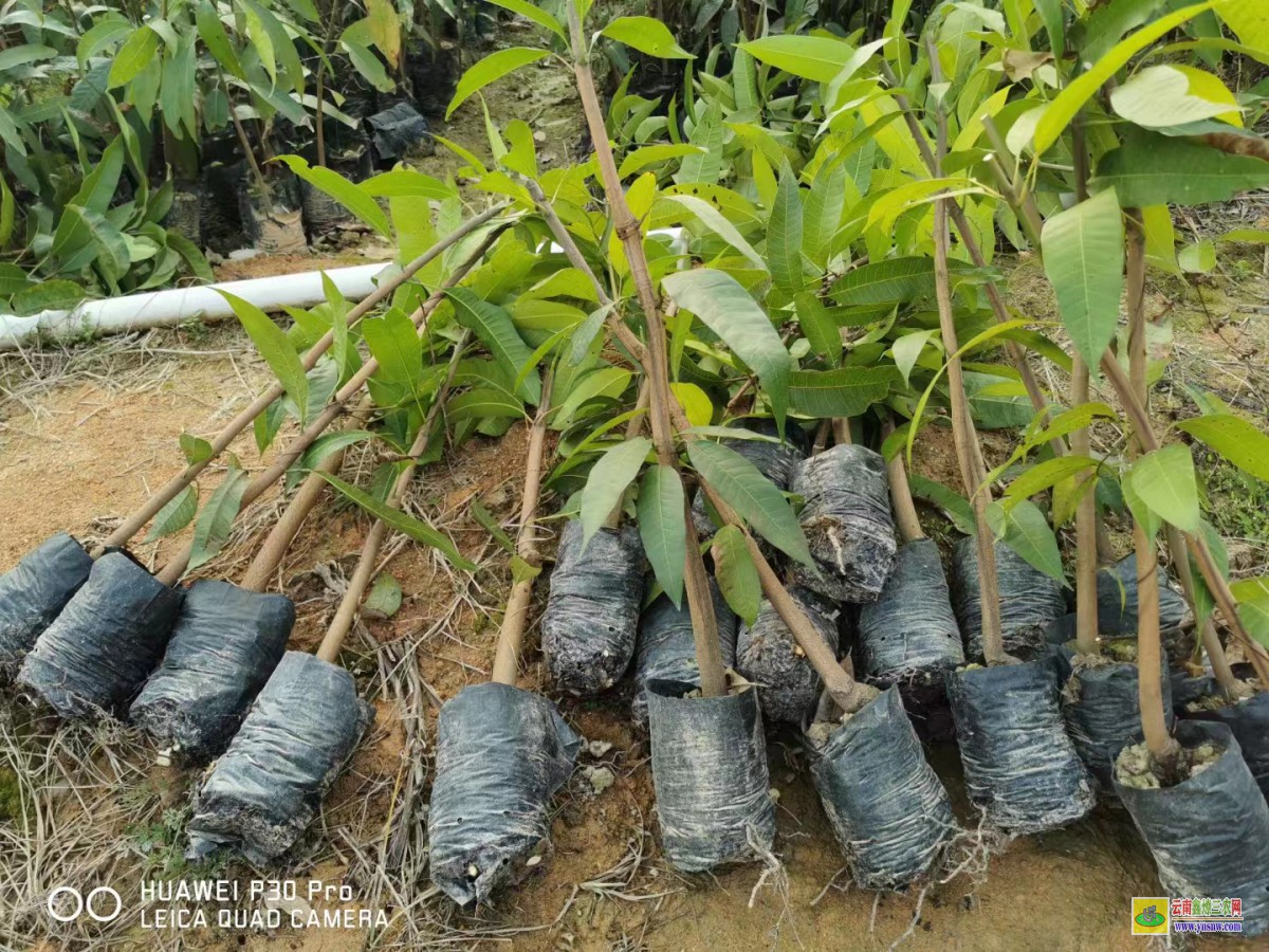 蘿崗芒果苗多少錢一棵|芒果苗價格表|產地芒果苗多少錢