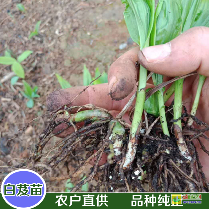 臨滄雙江云南昆明哪里買白芨苗| 白芨苗是什么樣子的 白芨苗圖片