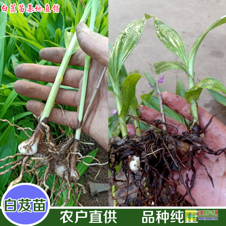 紅河建水白芨苗圖片百芨的用途與功效| 白芨苗種植技術(shù) 白芨苗價(jià)格多少錢一株