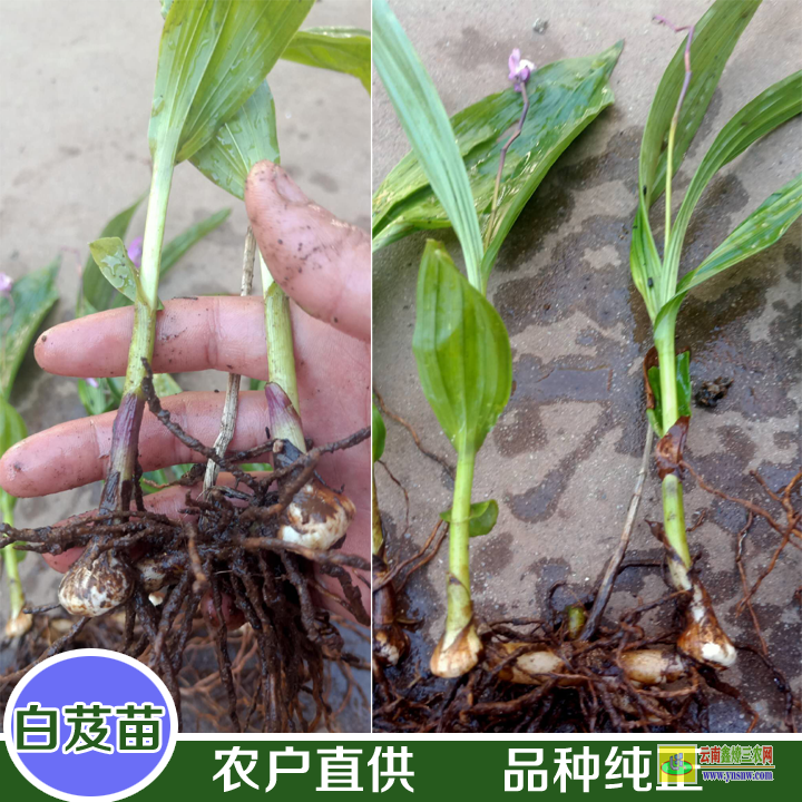 臨滄雙江云南昆明哪里買白芨苗| 白芨苗是什么樣子的 白芨苗圖片