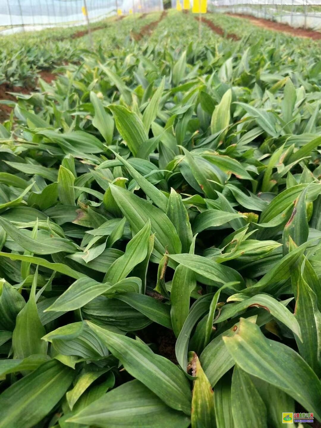 西雙版納黃精苗的種植技術| 黃精苗種植基地 黃精苗價格查詢網