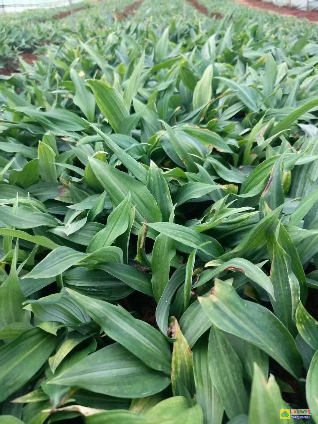 西雙版納黃精苗的種植技術| 黃精苗種植基地 黃精苗價格查詢網