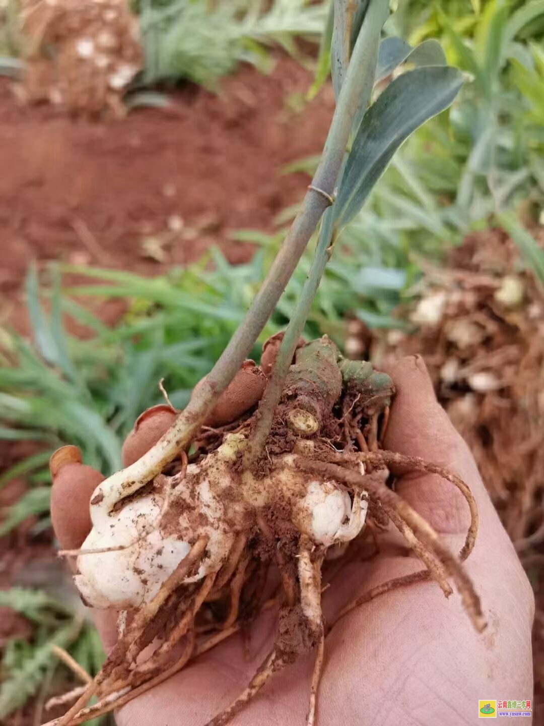 甘孜黃精苗的種植技術| 黃精苗種植基地 黃精苗價格查詢網