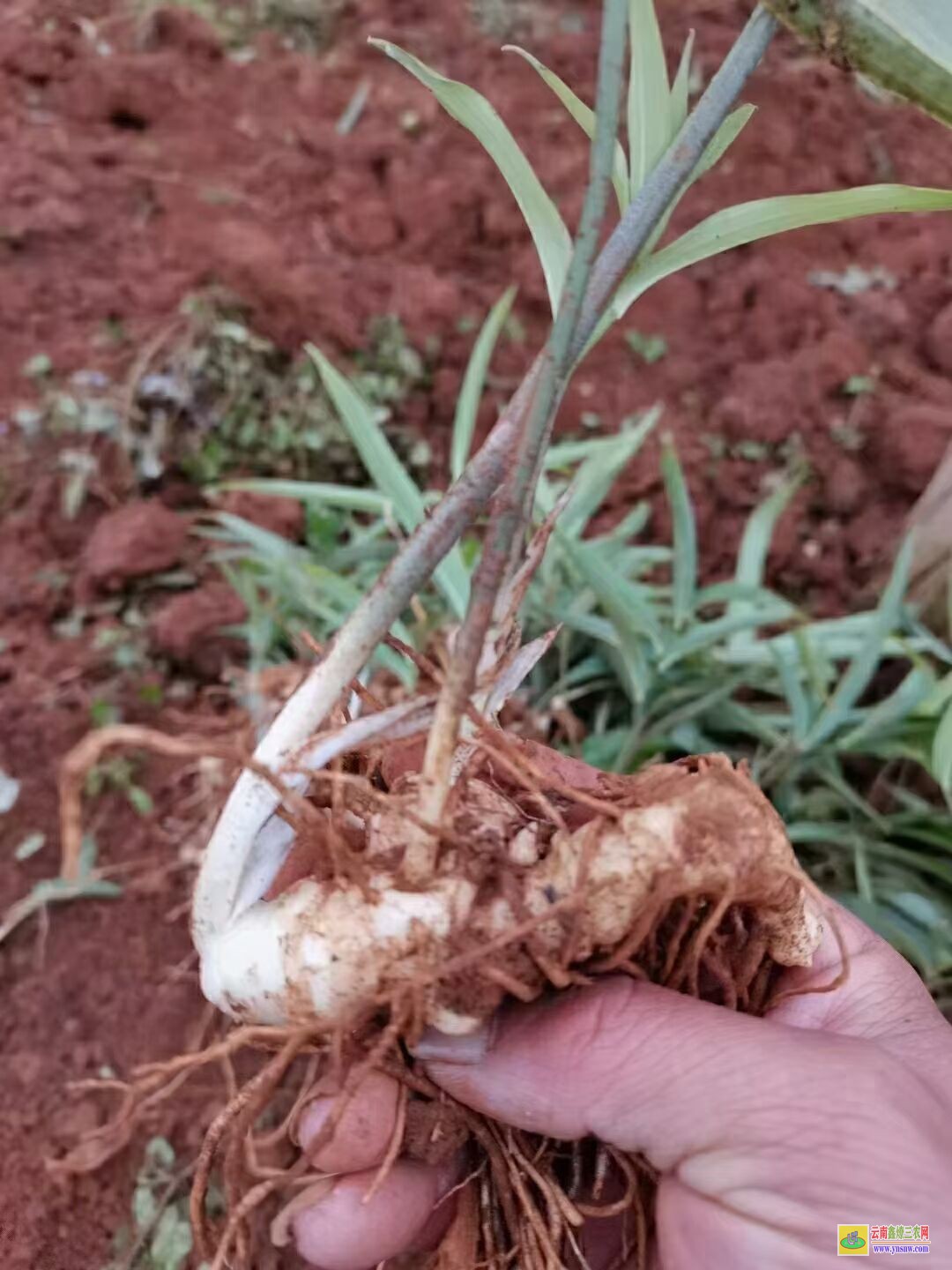 張家界黃精苗的種植技術(shù)| 黃精苗種植基地 黃精苗價(jià)格查詢網(wǎng)