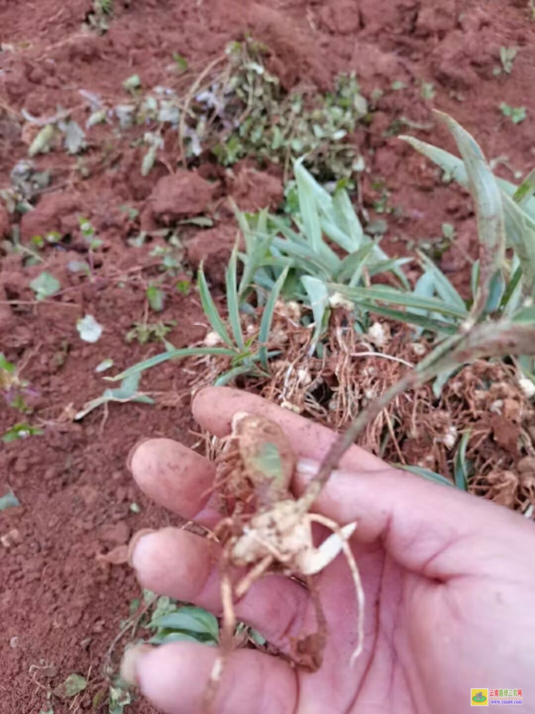 荊州黃精苗的種植技術| 黃精苗種植基地 黃精苗價格查詢網