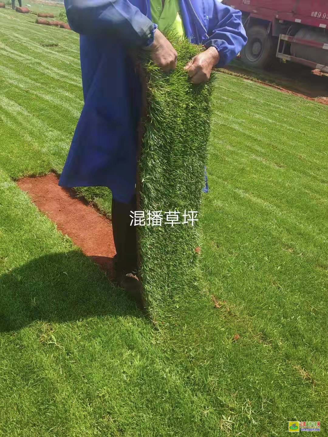 勐臘人工草坪一平米價格是多少|(zhì) 工地圍墻綠草皮價格 馬尼拉草皮價格