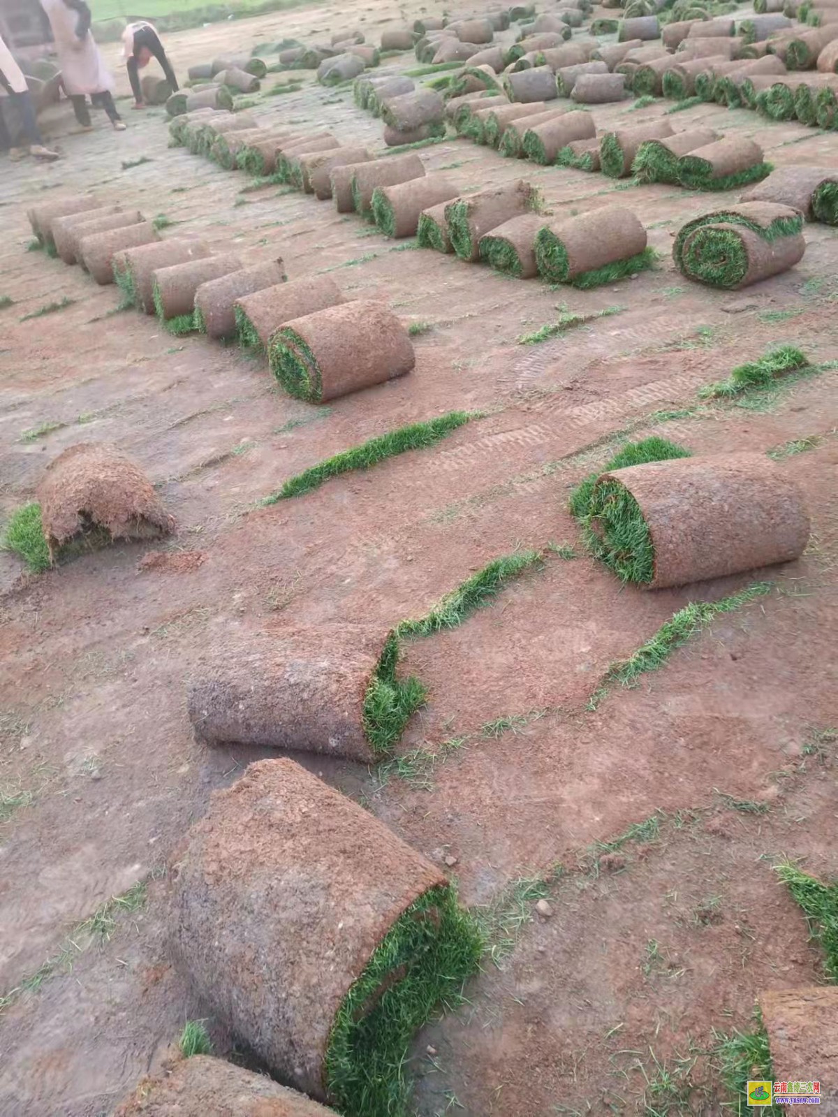 彝良人工草坪一平米價格是多少| 工地圍墻綠草皮價格 馬尼拉草皮價格