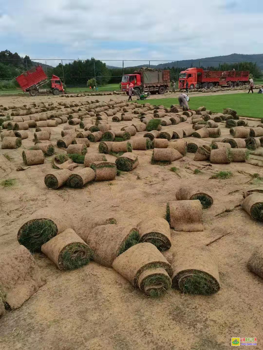 成都成華草坪價格是多少錢一平方| 工地圍墻綠草皮價格 馬尼拉草皮價格