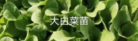 文山廣南昆明蔬菜苗什么地方有售| 山東大白菜種子 云南七子餅大白菜