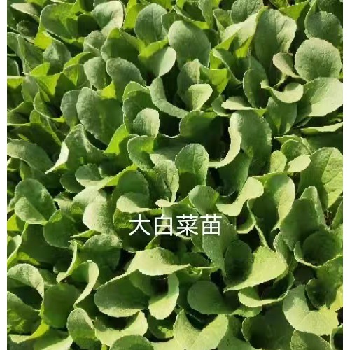 昆明石林通海蔬菜苗圖片| 小鐵頭種植技術方法 大白菜十大示示苗