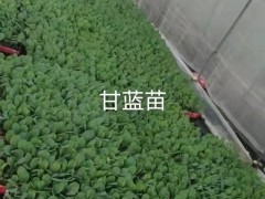 麗江寧蒗云南蔬菜品種大全| 山東大白菜種子 大白菜十大示示苗圖2