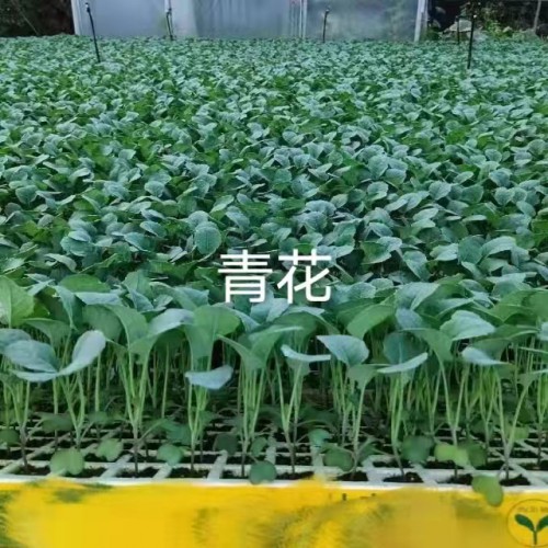 昭通威信云南優質蔬菜苗| 大白菜苗產量 云南本地大白菜