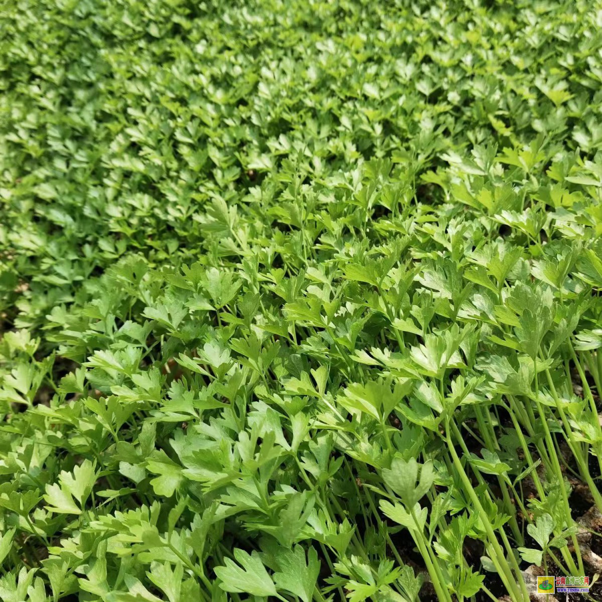 臨滄鎮康蔬菜種苗公司| 小鐵頭的種植技術 云南本地大白菜