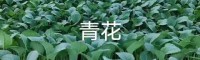 昆明祿勸云南優(yōu)質(zhì)蔬菜苗| 小鐵頭種植技術(shù)方法 大白菜的幼苗期