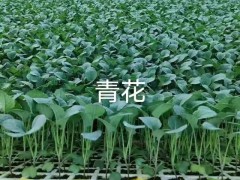 云南鐵頭種植技術 小鐵頭種植 小鐵頭種植技術圖3