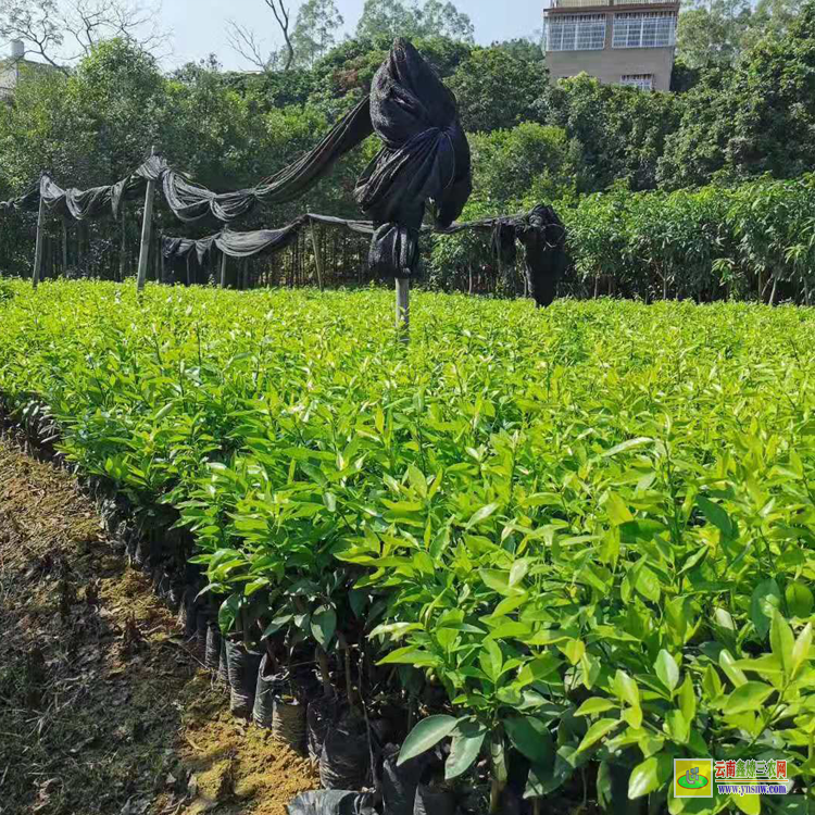 馬龍武鳴沃柑苗 |無核沃柑苗 |靈山沃柑苗