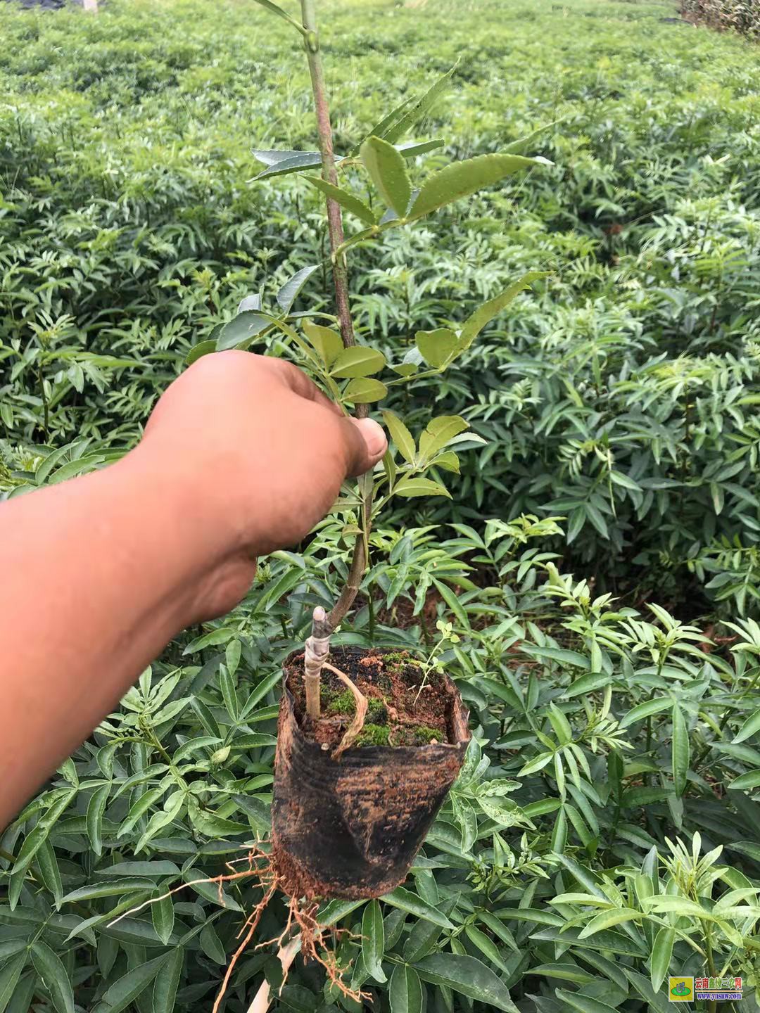 師宗花椒苗哪里買|貴州花椒苗批發|花椒苗怎么種植