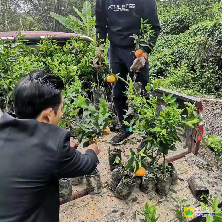 巴中成都沃柑苗廠家 |沃柑苗091價格表 |無核沃柑苗多少錢一棵